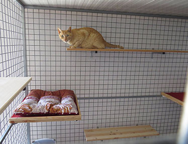 Residência Felina