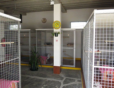 Residência Felina
